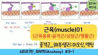 근육(muscle)_근육종류(골격근/심장근/평활근), 해부생리(근섬유/근원섬유/미오신/액틴)_해부학9-1