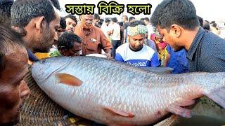 পদ্মার বড় বড় সাইজের তাজা রুই মাছের পাইকারি মূল্য দেখুন | PADMA FISH | DN Eyes | Big river fish