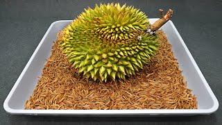 10.000 Worms VS DURIAN - MELON - PAPAYA - PEAR - Worms Eating Fruit Compilation #2