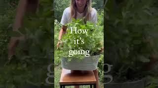 Starting Herbs From Seed #herbgarden #gardenary #seedstarting