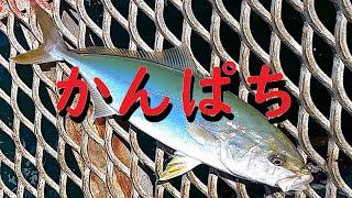 大阪の海釣り公園でカンパチを狙う！【釣り動画】