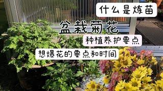 盆栽菊科Chrysantheme 北方地区（千头菊）四季养护要点和注意事项/如何做到爆花爆盆/初春是种植的关键/什么是植物炼苗/14.03.2022