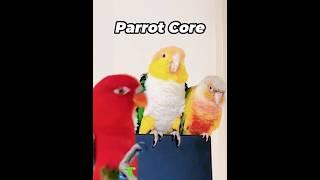Parrot core  #funny #core #funpage #silly #funpage #funpage #funnyvideos