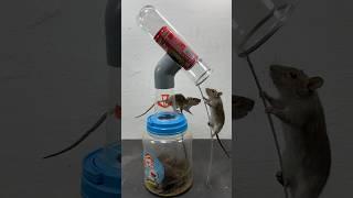 Simple homemade mouse trap idea using plastic bottles // Mouse trap 2 #rattrap #rat #mousetrap