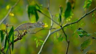 A Chameleons' Race Against Time | Earth's Tropical Islands | BBC Earth