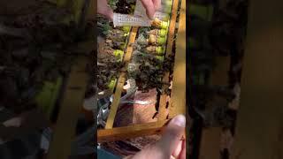 Одеваем бигуди на маточники #3 #пасека #пчеловодство #bee #пчёлы