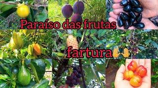 PARAÍSO DAS FRUTAS/ANDANDO PELO SÍTIO E COLHENDO FRUTAS/FARTURA DE FRUTAS!