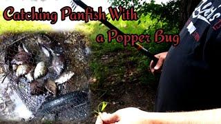 Black Widow Fishing Pole  {Review} - Little Pee Pee