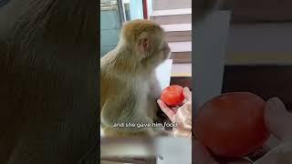 A disabled monkey with five girlfriends.#shorts #animals #monkey #rescue #heartbroken