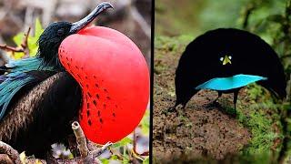 The Rarest Birds in the World