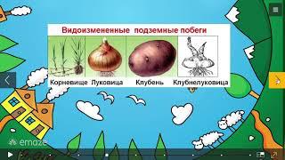 Биология 5 класс. Лабораторная работа "Внешнее и внутреннее строение клубня и луковицы.