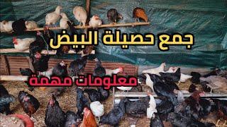 مشروع تربية الدجاج البياض _ معلومات مهمة لابد أن تحتاط في هذا الوقت من السنة حفاظا على الدجاج