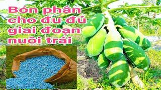 Kỹ thuật trồng đu đủ: P34-Bón phân giải đoạn nuôi trái