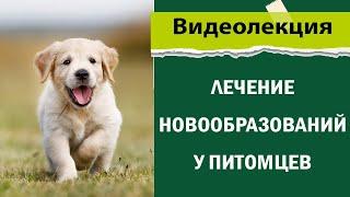 Прием ветеринарного врача-онколога | Ежовская Евгения Вячеславовна