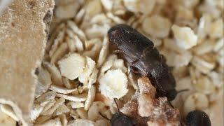 Setting Up A Darkling Beetle Breeding Colony