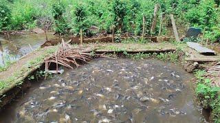 BUDIDAYA IKAN PATIN DI KOLAM TANAH, IDE BISNIS YANG MENJANJIKAN