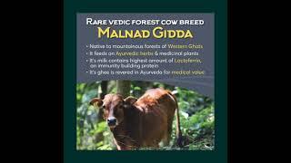 Indic Organics Malnad Gidda Cow's A2 Ghee