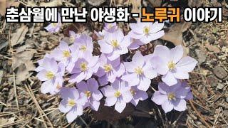 춘삼월에 만난 야생화 - 노루귀 이야기