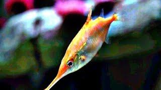 Pink snipefish - Macroramphosus scolopax. Also known as Snipe Trumpet Fish,