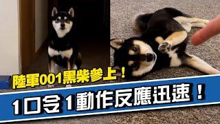 陸軍001黑柴參上！聽到口令下秒迅速反應｜寵物動物｜柴犬｜精選影片