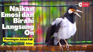 Masteran Jalak Suren Gacor Mewah! Untuk Menaikan Emosi dan Birahi Jalak Biar Cepat Bongkar Isian