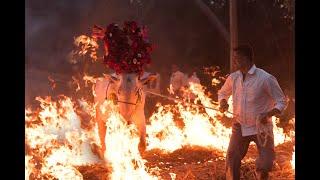 Kichchu Haisodu - Makar Sankranti Festival - Mandya - Karnataka - Bull Jump on fire