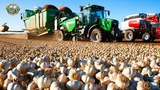 28.1 Million Tons Of Garlic Are Harvested And Processed This Way | Agriculture Technology