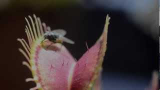 Venus Fly Trap catching fly   © Lothar Lenz