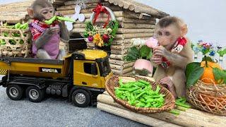 Smart Bim Bim harvests string beans to feed baby monkey Obi