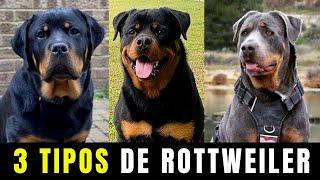 Tipos de Rottweiler - 3 Tipos de Rottweiler ¿Cómo saber Que Tipo de Rottweiler es Puro?