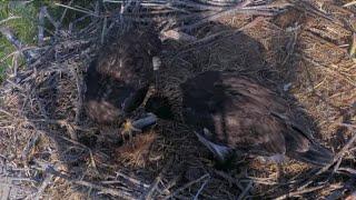 Clive brings ladyfish. Dancer grabs for the self feed | Captiva Eagle Cam | Mar 8, 2025