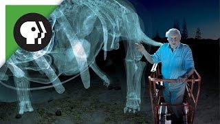 360 degree video: Dinosaur Giant with David Attenborough!