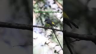 #birding #wildlife #nature
