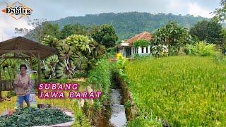 Alam pedesaan di kampung terpencil,pedesaan Jawa barat subang