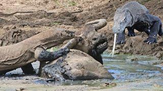 The deadly venom of the Komodo dragon paralyzes the buffalo