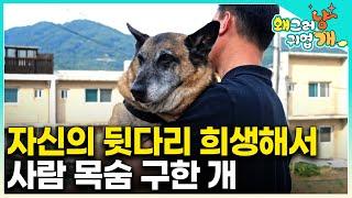 구조견으로 평생을 살다 몸이 망가져 이제는 사람의 돌봄을 받게 된 밸지언 마리노이즈｜은퇴한 강아지의 이야기｜#왜그러냥귀엽개