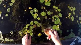 PNW bass fishing! Long lake, WA (Lake Spokane)