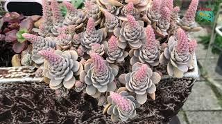 Sukulen Ini bisa hidup dengan media tanah biasa orostachys iwarenge | 다육이들 ｜多肉植物