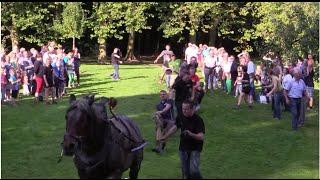 Belgian Draft Horse: Tug of war vs. 10 trained men