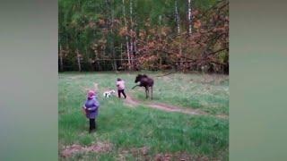 Лось напал на двух женщин с собаками в парке в Москве