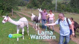 Wandern mit den Pfalz-Lamas