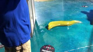 Moray Eel Escapes From Aquarium!