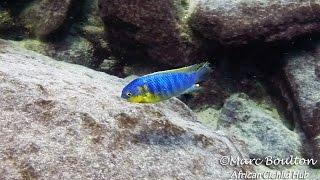 Mara Rocks Lake Malawi - African Cichlids - HD Underwater Footage