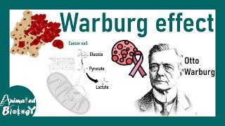 Warburg effect | What is the Warburg effect ? | Why Warburg effect is important for cancer cells?