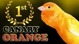 1st place Orange CANARY  Training Song 12h !!!