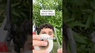 How To Graft Fruit Trees! (Grafting Mango Tree)