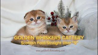 Scottish Fold and Straight kittens, 5 weeks old - Golden Whiskers Cattery