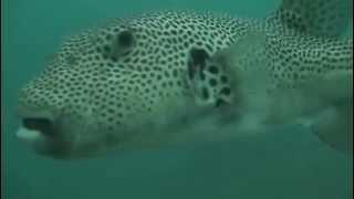 Curious puffer fish Con Dao