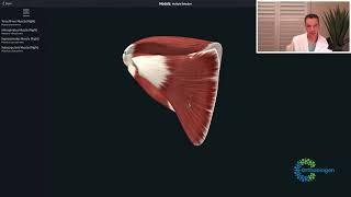 Understanding Rotator Cuff Tears And Important Rotator Cuff Structures