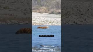 Tiger Spotted Near Kabeela Tashree Resort – A Wild Encounter